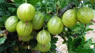 Защита крыжовника от болезней весной /Protection from disease gooseberry spring/