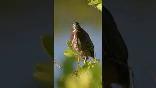 Little Green Heron - Bird Moment lol