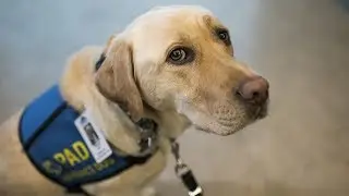 Meet Dorado, the yellow Lab trained to support trauma victims