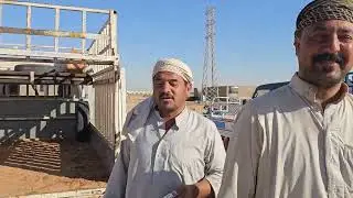 سوق مواشي هيت محافظة الانبار 2023/7/16