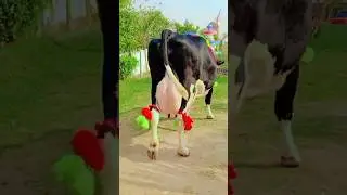 Gondal Mandi Attock |Holstien Friesian Cholistani Cross Cow || Global Village Farming