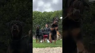 El poder del Rottweiler 😈🐻! #rottweiler #perros #perro #espa&ntilde;a #mexico #mascotas #argentina