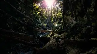 Nature&rsquo;s Spotlight: A Moment in the Wild 🌲☀️ #JungleVibes #Adventure #WildIndia #NatureShorts