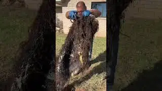 Removing tree roots from a septic tank 😳💩  #viral #satisfying #fyp #fypシ