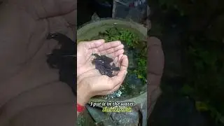 How To Make Gold Fish Pond #shorts #youtubeshorts #goldfish #aquarium #fish