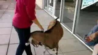 Carla petting the goat