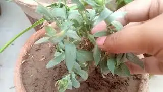 Gaillardia plant care. Tips for gaillardia plant. fertilizer/ water place for gaillardia plant......