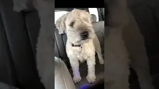 Paws for Hilarity