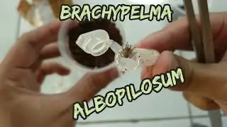 Unboxing tarantula SLING brachypelma albopilosum, isopoda pembersih bioaktif / trichorhina tomentosa
