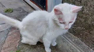 🐈Gatas mimosas ☺️ todos los d&iacute;as AMIGAS PELUDAS 