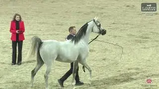 N.211 BARIQ AL SNYAN - Athal Arabian Horse Show 2026 - Senior Stallions (Class 6)