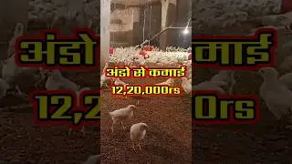 दो no. की कमाई नही है ये, poultry business ideas, farming business ideas, #shorts #shortsvideo