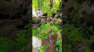 Seorang Bapak di Temani Kucing #penampakan #siang #hutan #kebun #tanaman #kucing #fypyoutube #lake