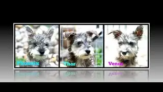 Phoenix Thor Venus Adoption Movie TracysPawsRescue Saving dogs in south Texas