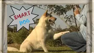 Smart Dog / Dog Doing Tricks / Very Intelligent Dog / Dog Daughter does tricks / Amazing Dog /