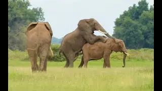 Elephant Mating
