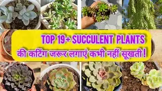 Top 19+ Succulent Plant की कटिंग जरूर लगाएं कभी नहीं सूखती/Hardy Succulents for Beginners🌵