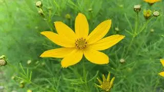 Coreopsis Verticillata Flower