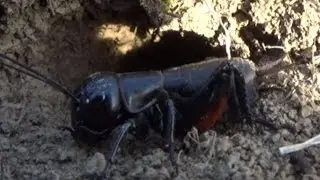 Stibium Wild - Gryllus campestris - Cricket (Greiere)
