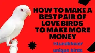 Lovebirds pairing#Koch love birds ki pair banana#love birds mutation ki pairing#Arsalan@Asim pathan