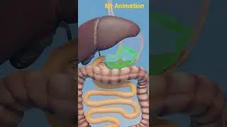 How to work Painkillers medicine in our BODY (3D Animation) #shorts