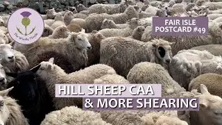 Fair Isle Postcard #49 Hill Caa & Sheep Shearing                  #yarnlife #croft #sheepshearing