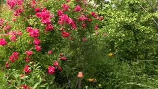 JARDIN DE LA GANILLE