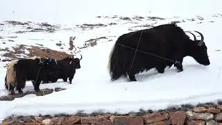 Himalayan yak walking in snow in spiti during winters
