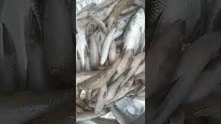 Fresh River Bam Fish  | Natural River Fish Shorts