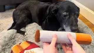 What To Know Before Buying This Dog Toy!