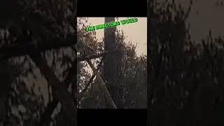 Did you know for BLAIR WITCH PROJECT...