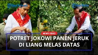 Potret Jokowi Petik Jeruk di Liang Melas Datas Karo