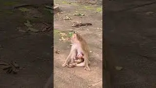 SSM Animal76 #monkeysr #babyanimal #cute