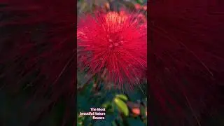 Calliandra Haematocephala, the red powder puff Flower #flowers  #naturalflowers