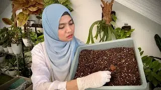 media tanam lengkap dan ribet