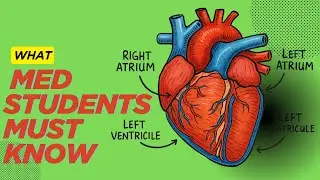 Watch This Before Studying Cardiology &ndash; Heart Anatomy Simplified!