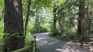✨ Pure Air & Serene Moments at North Creek 🌿 | #WalkingTherapy #MindfulWalk #natureheals