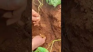 The process of digging underground j&iacute;cama