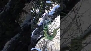 Squirrel eating peanut # Squirrel # Hard work# funny # animal# fun# peanuts # food # short # nature#