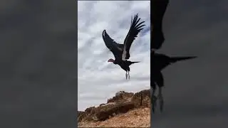 California Condor Population Rises 2300% In 40 Years