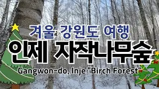 겨울철 강원도 인제군 여행코스 추천 - 명품숲 