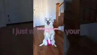 Full Grown Pomsky Dog is a Cutie 🥰 #shorts #dogtricks #dogvideo #youtubeshorts