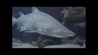 Diving with sharks in Mallorca