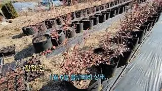 2025년 1월 5일 풀잎농원 #전정 작업 시작 #블루베리#남부종 #북부종