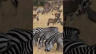 best animals in the world #wildtv #animals #wildlifebangla #nature #wildlife #viral #animalworld #ai