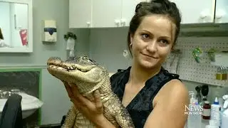 Montreal police capture escaped reptile, reunites with owner