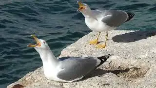 Yellow-legged gulls when they see your food (Calpe, Spain)