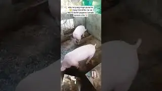 Mag 2months na sa feb10 mula walay. 100kilos na feeds na naubos nila🐱🐷 #pig #farming