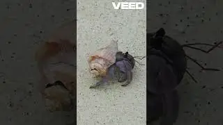 Hermit Crabs  Ocean's Hidden Treasures! #hermitcrabs #crabs