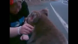 Heartwarming - Koala Injured On Roadside, Saved By Good Samaritans